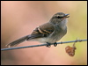 Click here to enter gallery and see photos/pictures/images of Fuscous Flycatcher