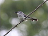 Click here to enter gallery and see photos/pictures/images of Grey Kingbird