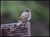 Click here to enter gallery and see photos/pictures/images of Hammond's Flycatcher