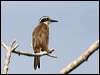 Click here to enter gallery and see photos/pictures/images of Lesser Kiskadee