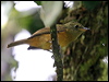 Click here to enter gallery and see photos/pictures/images of Ochre-bellied Flycatcher