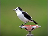 Click here to enter gallery and see photos/pictures/images of Pied Water Tyrant