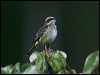 Click here to enter gallery and see photos/pictures/images of Piratic Flycatcher