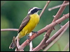 Click here to enter gallery and see photos/pictures/images of Rusty-margined Flycatcher