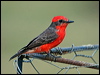 Click here to enter gallery and see photos/pictures/images of Scarlet Flycatcher