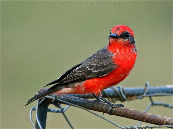 Scarlet Flycatcher scarlet_flycatcher_206684.psd