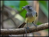 Click here to enter gallery and see photos/pictures/images of Short-crested Flycatcher
