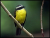 Click here to enter gallery and see photos/pictures/images of Social Flycatcher