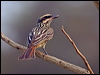 Click here to enter gallery and see photos/pictures/images of Streaked Flycatcher
