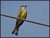 Click here to enter gallery and see photos/pictures/images of Tropical Kingbird