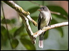 Click here to enter gallery and see photos/pictures/images of Tropical Pewee