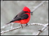 Click here to enter gallery and see photos/pictures/images of Vermilion Flycatcher