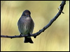 Click here to enter gallery and see photos/pictures/images of Western Wood Pewee