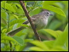 Click here to enter gallery and see photos/pictures/images of White-crested Tyrannulet