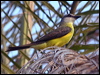 Click here to enter gallery and see photos/pictures/images of White-throated Kingbird