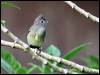 Click here to enter gallery and see photos/pictures/images of Yellow-bellied Elaenia