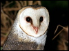Click here to enter gallery and see photos of: Greater Sooty Owl, Barn Owl