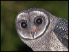 Click here to enter gallery and see photos of Lesser Sooty Owl