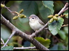 Click here to enter gallery and see photos/pictures/images of Warbling Vireo