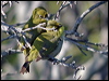 Click here to enter gallery and see photos/pictures/images of Cape White-eye