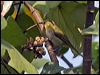 Click here to enter gallery and see photos/pictures/images of Japanese White-eye