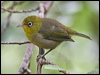 Click here to enter gallery and see photos of: Stripe-throated Yuhina; Cape, Everett's, Christmas Island, Slender-billed, Small Lifou, Green-backed and Yellow/Canary White-eyes; Silvereye.